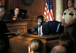 chimpanzee-in-court