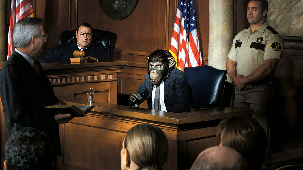 chimpanzee-in-court